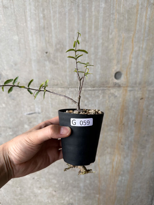 【現品限り】フォッケア・エデュリス 火星人【G59】 Fockea edulis