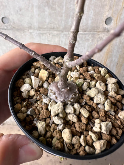 【現品限り】フォッケア・エデュリス 火星人【G59】 Fockea edulis