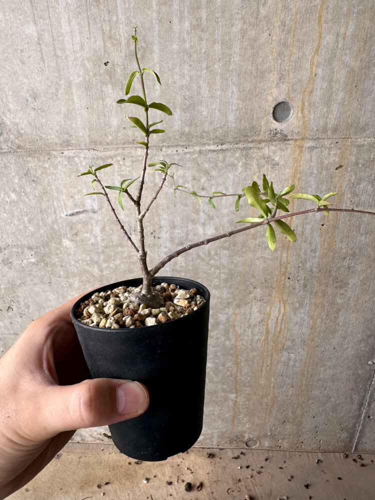 【現品限り】フォッケア・エデュリス 火星人【G59】 Fockea edulis