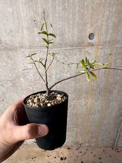 【現品限り】フォッケア・エデュリス 火星人【G59】 Fockea edulis