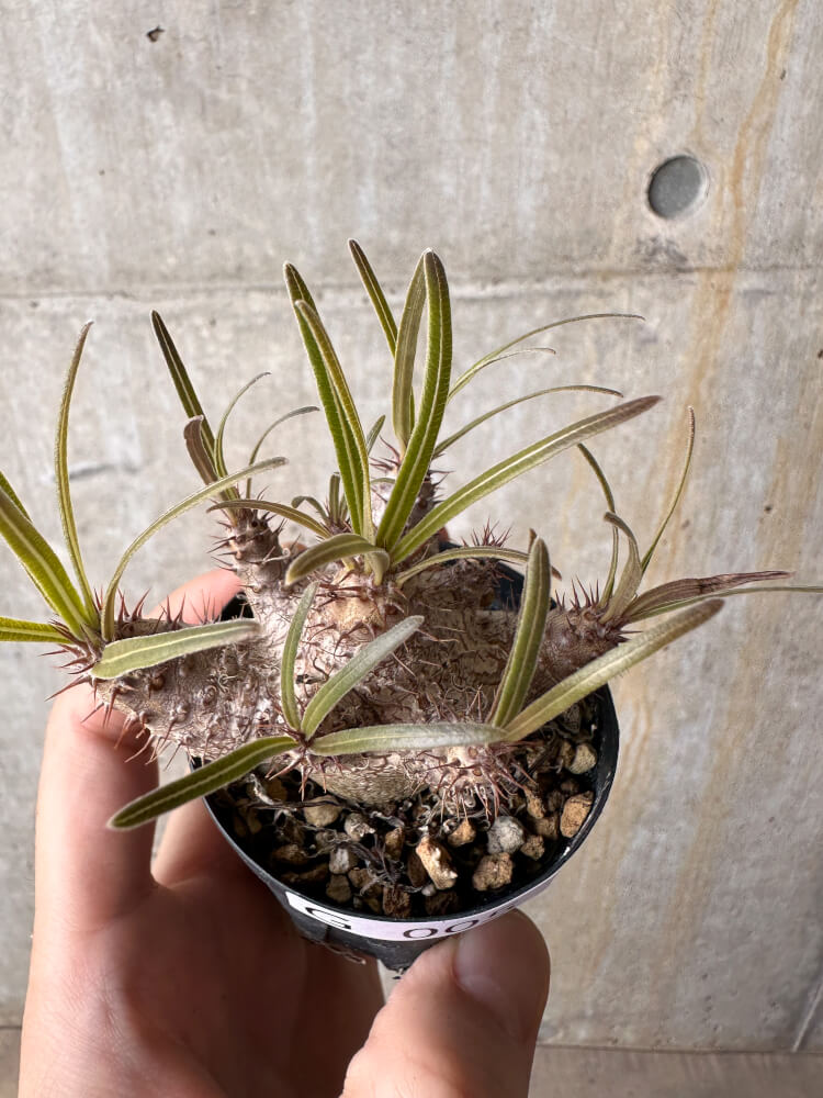 【現品限り】パキポディウム・グラキリス【G5】 Pachypodium gracilius