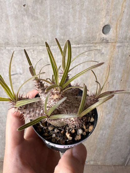 【現品限り】パキポディウム・グラキリス【G5】 Pachypodium gracilius