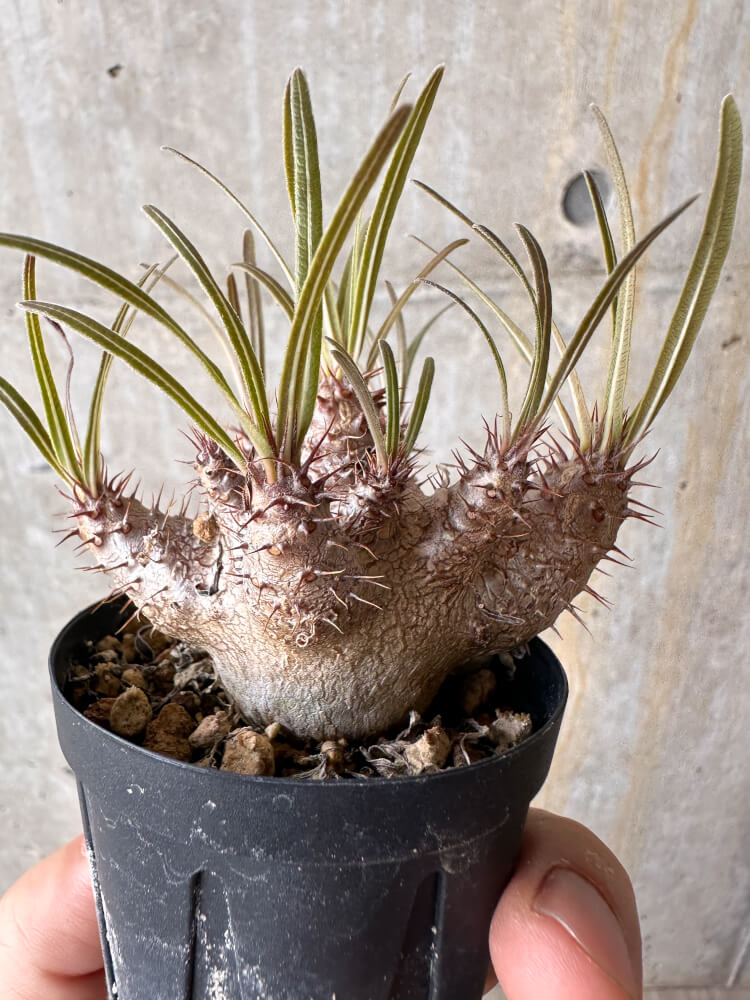 【現品限り】パキポディウム・グラキリス【G5】 Pachypodium gracilius