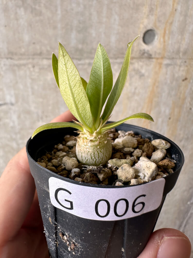現品限り】パキポディウム・エニグマチカム【G6】 Pachypodium