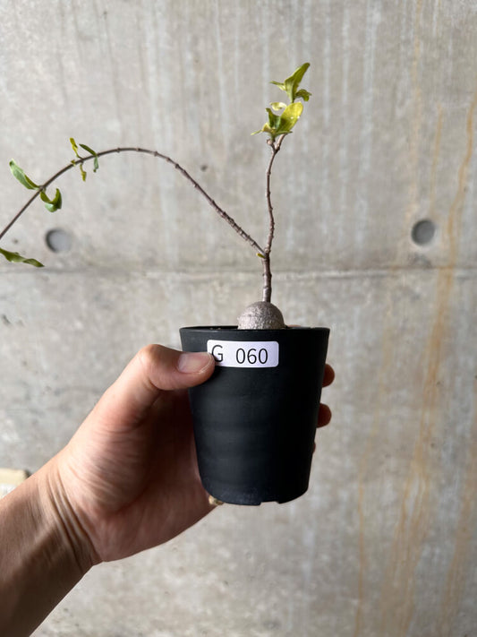 【現品限り】フォッケア・エデュリス 火星人【G60】 Fockea edulis