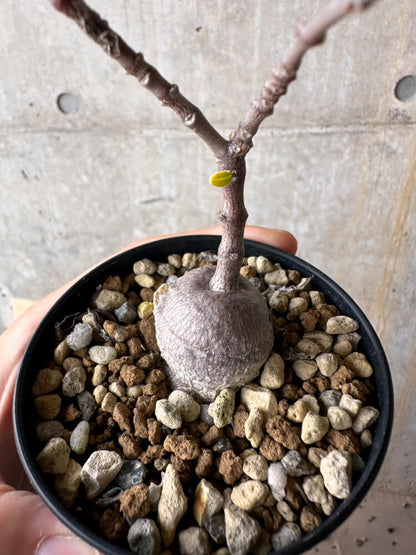 【現品限り】フォッケア・エデュリス 火星人【G60】 Fockea edulis