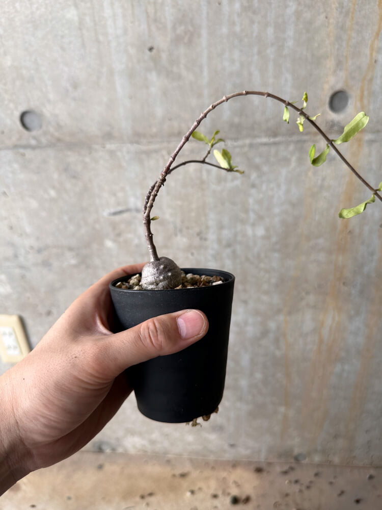 【現品限り】フォッケア・エデュリス 火星人【G60】 Fockea edulis