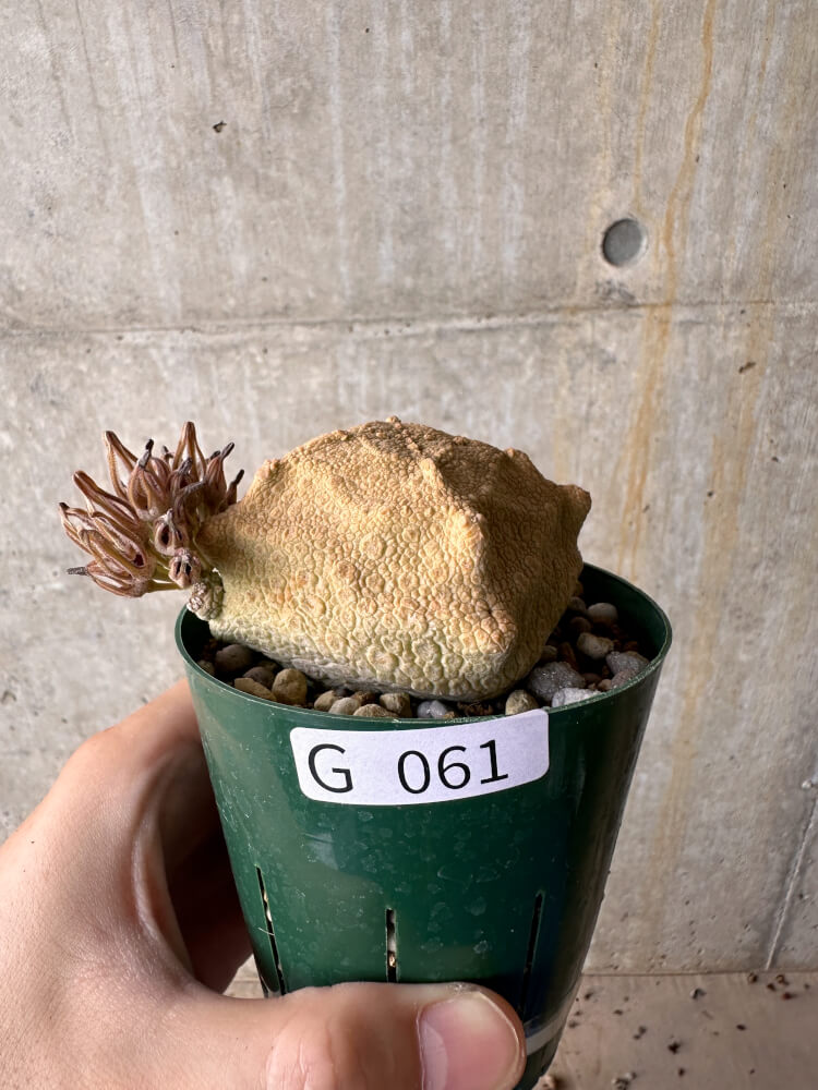 【現品限り】プセウドリトス・クビフォルメ【G61】 Pseudolithos cubiforme