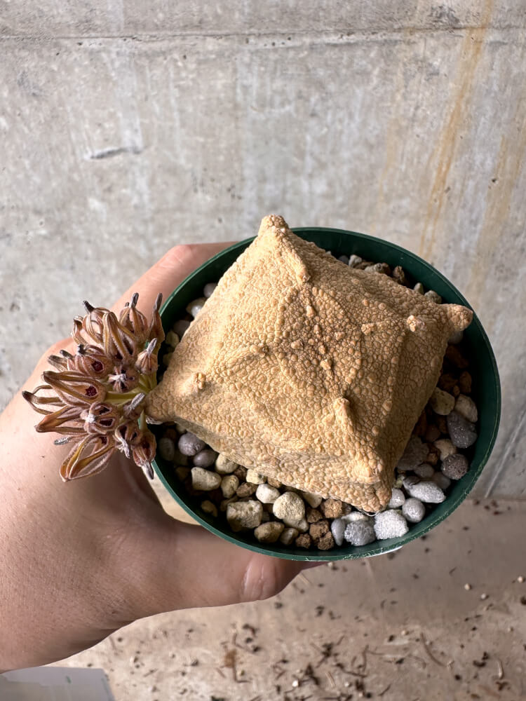 【現品限り】プセウドリトス・クビフォルメ【G61】 Pseudolithos cubiforme