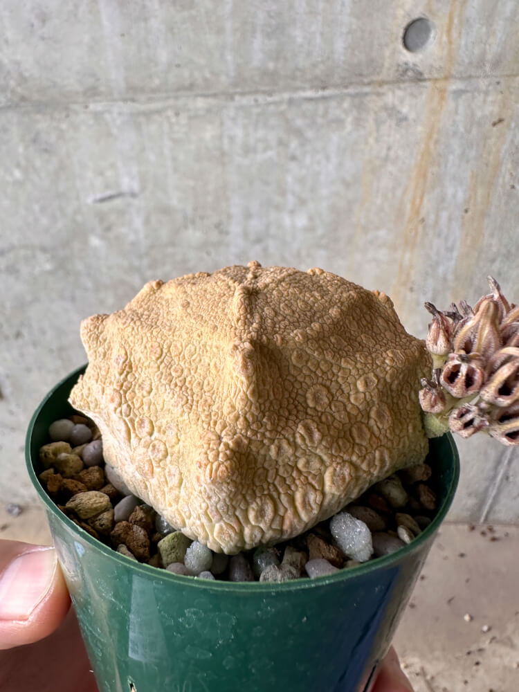 【現品限り】プセウドリトス・クビフォルメ【G61】 Pseudolithos cubiforme