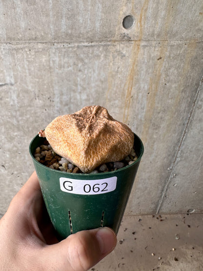 【現品限り】プセウドリトス・クビフォルメ【G62】 Pseudolithos cubiforme