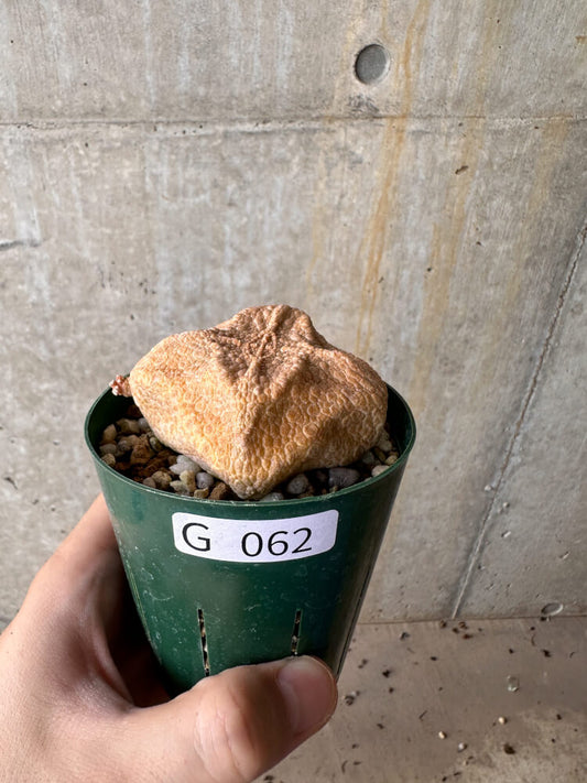 【現品限り】プセウドリトス・クビフォルメ【G62】 Pseudolithos cubiforme