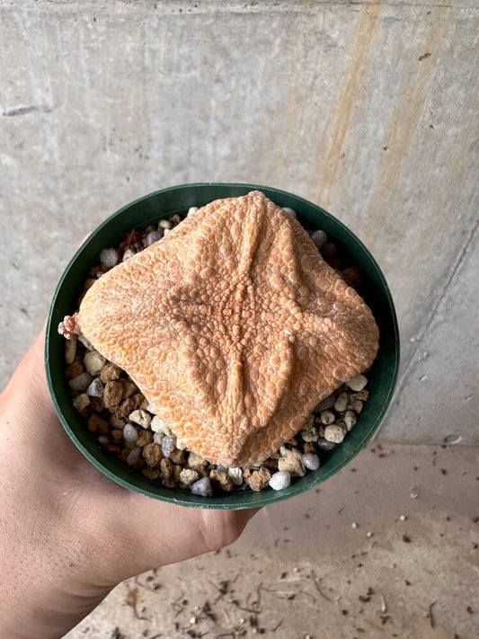 【現品限り】プセウドリトス・クビフォルメ【G62】 Pseudolithos cubiforme