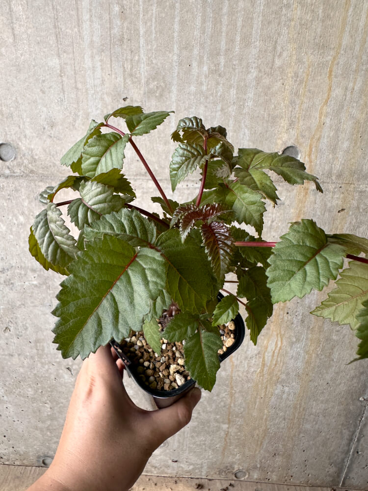 【現品限り】ベイセリア・メキシカーナ【G63】 Beiselia mexicana