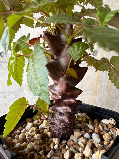 【現品限り】ベイセリア・メキシカーナ【G63】 Beiselia mexicana