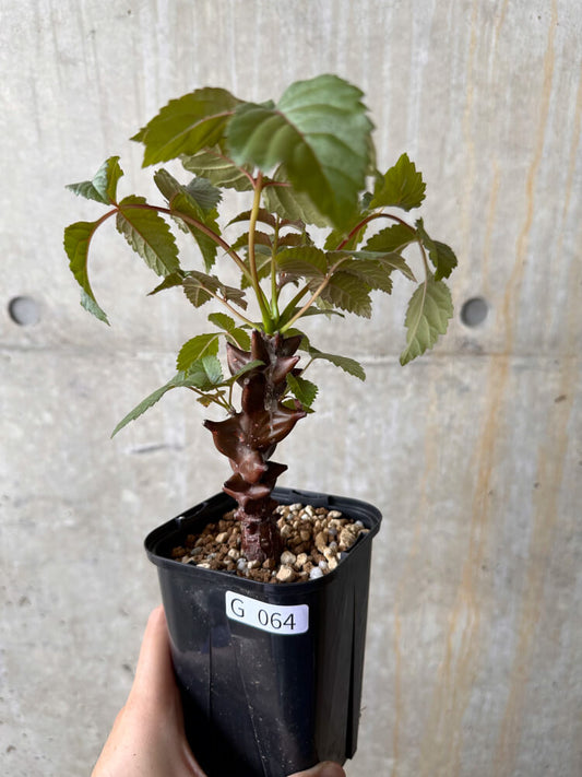 【現品限り】ベイセリア・メキシカーナ【G64】 Beiselia mexicana