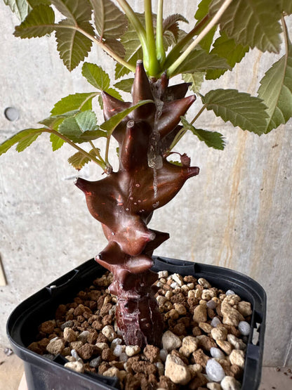 【現品限り】ベイセリア・メキシカーナ【G64】 Beiselia mexicana