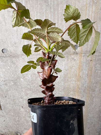 【現品限り】ベイセリア・メキシカーナ【G64】 Beiselia mexicana