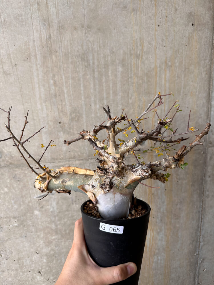 【現品限り】コミフォラ・カタフ ターカネンシス 発根済み 2年以上管理【G65】 Commiphora kataf turkanensis