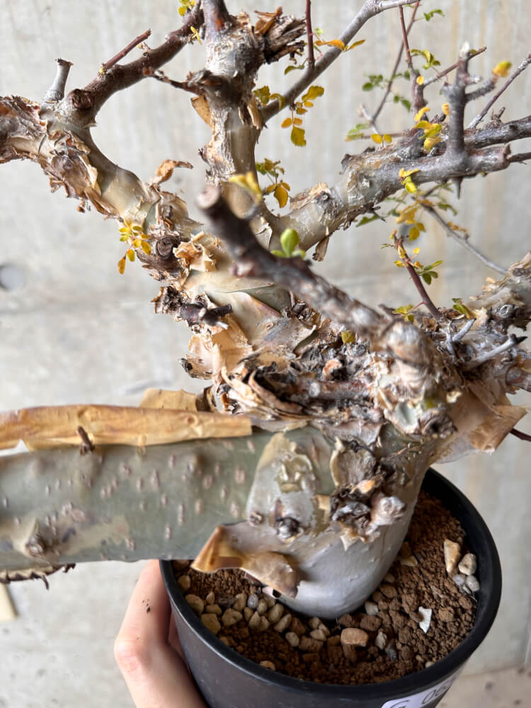 【現品限り】コミフォラ・カタフ ターカネンシス 発根済み 2年以上管理【G65】 Commiphora kataf turkanensis