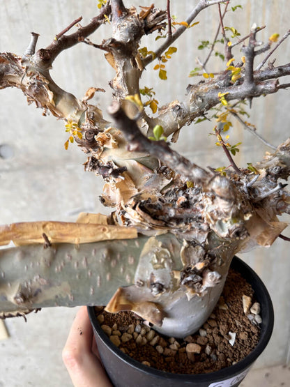 【現品限り】コミフォラ・カタフ ターカネンシス 発根済み 2年以上管理【G65】 Commiphora kataf turkanensis