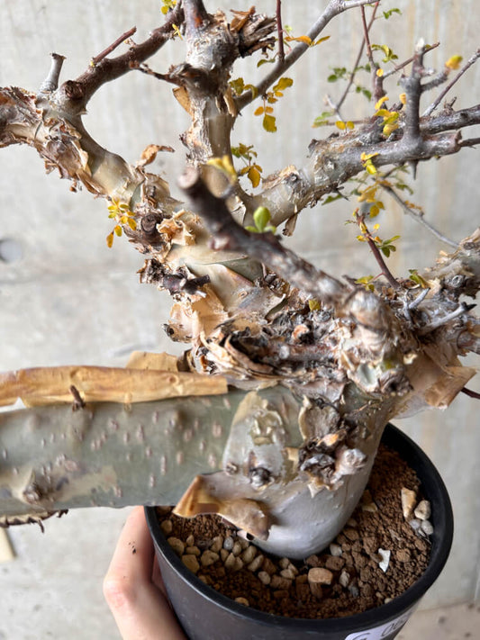 【現品限り】コミフォラ・カタフ ターカネンシス 発根済み 2年以上管理【G65】 Commiphora kataf turkanensis