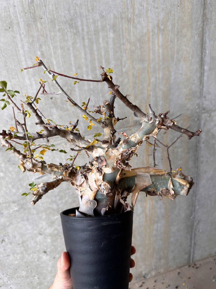 【現品限り】コミフォラ・カタフ ターカネンシス 発根済み 2年以上管理【G65】 Commiphora kataf turkanensis