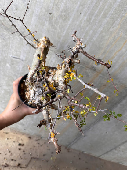 【現品限り】コミフォラ・カタフ ターカネンシス 発根済み 2年以上管理【G65】 Commiphora kataf turkanensis