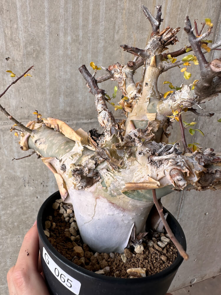【現品限り】コミフォラ・カタフ ターカネンシス 発根済み 2年以上管理【G65】 Commiphora kataf turkanensis