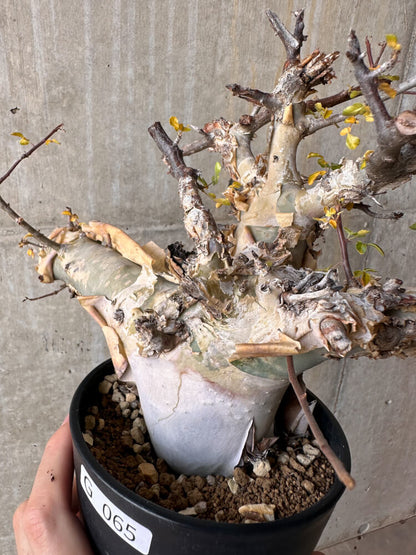 【現品限り】コミフォラ・カタフ ターカネンシス 発根済み 2年以上管理【G65】 Commiphora kataf turkanensis