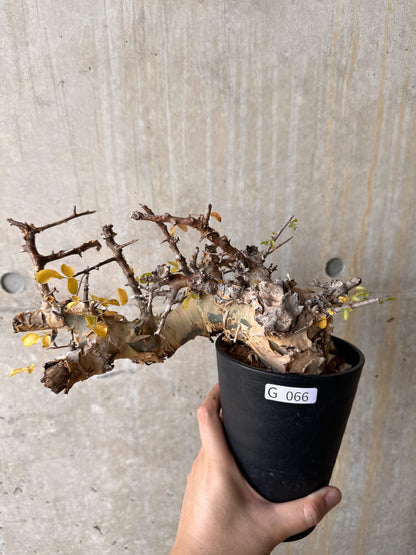【現品限り】コミフォラ・カタフ ターカネンシス 発根済み 2年以上管理【G66】 Commiphora kataf turkanensis