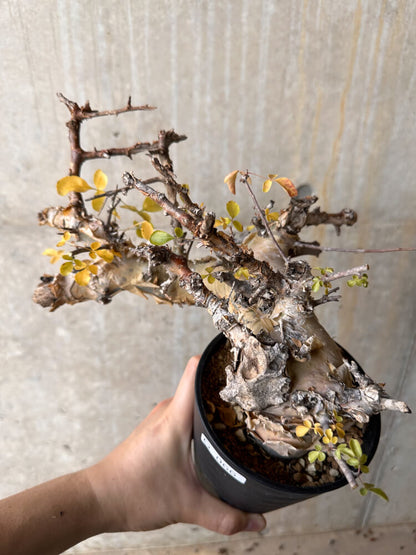 【現品限り】コミフォラ・カタフ ターカネンシス 発根済み 2年以上管理【G66】 Commiphora kataf turkanensis