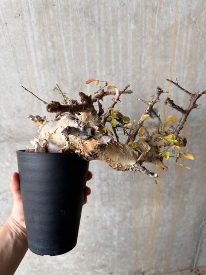 【現品限り】コミフォラ・カタフ ターカネンシス 発根済み 2年以上管理【G66】 Commiphora kataf turkanensis