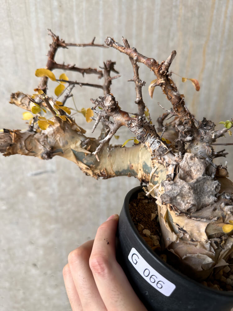 【現品限り】コミフォラ・カタフ ターカネンシス 発根済み 2年以上管理【G66】 Commiphora kataf turkanensis