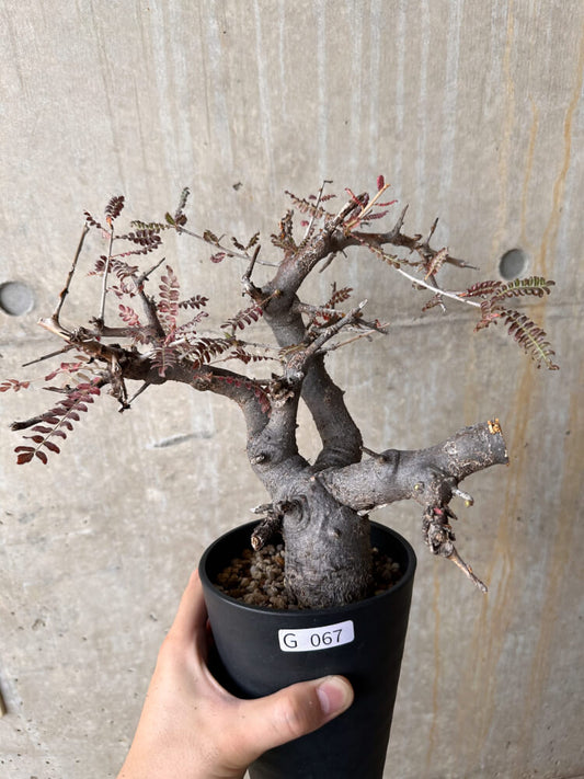 【現品限り】ボスウェリア・ネグレクタ 発根済み 2年以上管理【G67】 Boswellia neglecta