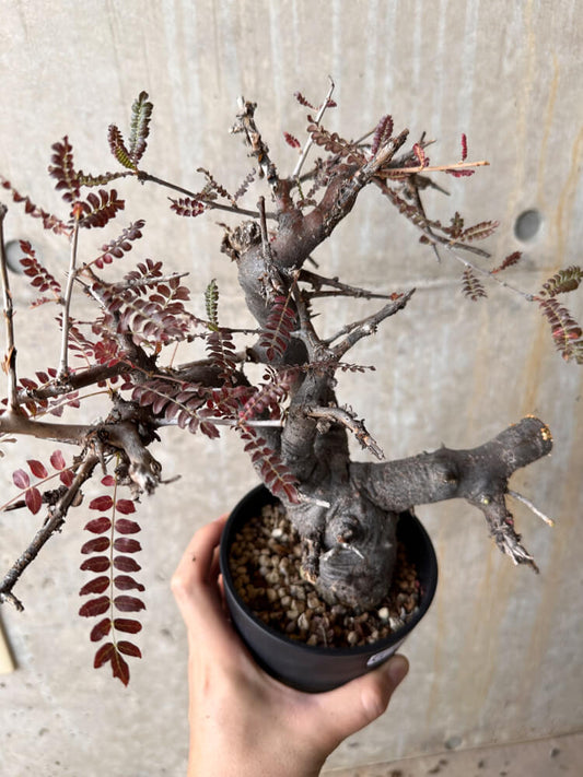 【現品限り】ボスウェリア・ネグレクタ 発根済み 2年以上管理【G67】 Boswellia neglecta