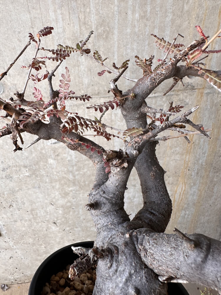 【現品限り】ボスウェリア・ネグレクタ 発根済み 2年以上管理【G67】 Boswellia neglecta