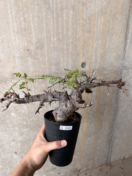 【現品限り】ボスウェリア・ネグレクタ 発根済み 2年以上管理【G68】 Boswellia neglecta