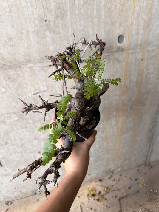 【現品限り】ボスウェリア・ネグレクタ 発根済み 2年以上管理【G68】 Boswellia neglecta