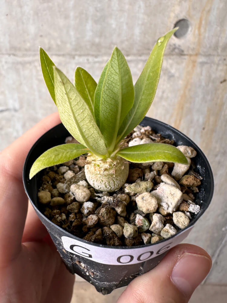 【現品限り】パキポディウム・エニグマチカム【G6】 Pachypodium enigmaticum