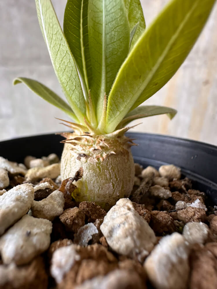 現品限り】パキポディウム・エニグマチカム【G6】 Pachypodium