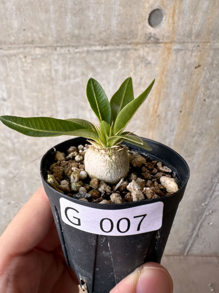 【現品限り】パキポディウム・エニグマチカム【G7】 Pachypodium enigmaticum