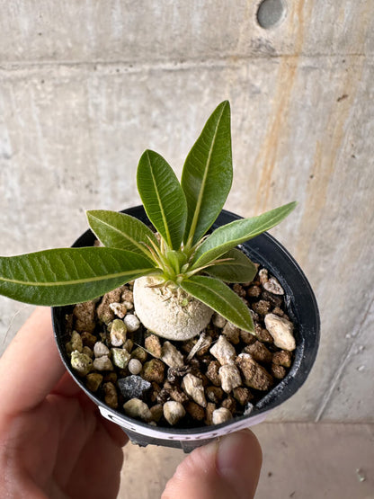 【現品限り】パキポディウム・エニグマチカム【G7】 Pachypodium enigmaticum