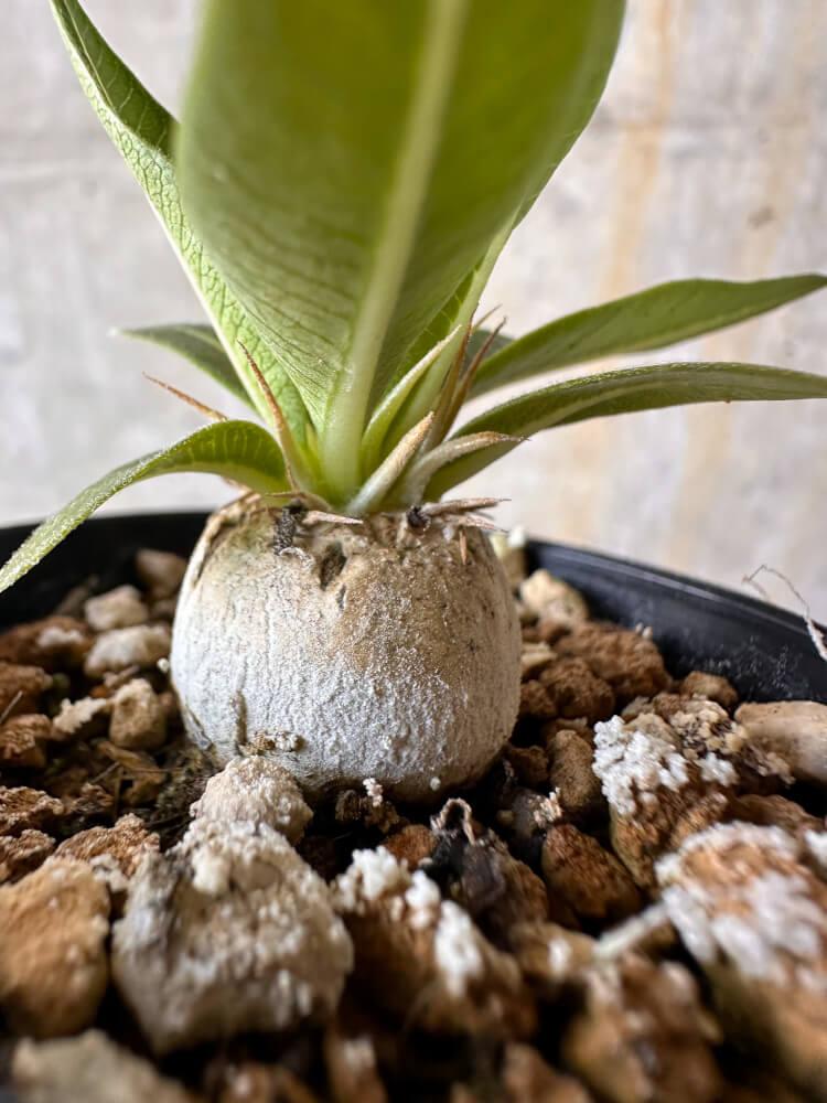 【現品限り】パキポディウム・エニグマチカム【G7】 Pachypodium enigmaticum