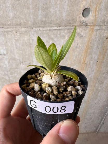 【現品限り】パキポディウム・エニグマチカム【G8】 Pachypodium enigmaticum