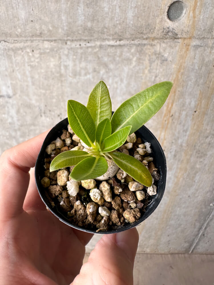【現品限り】パキポディウム・エニグマチカム【G8】 Pachypodium enigmaticum