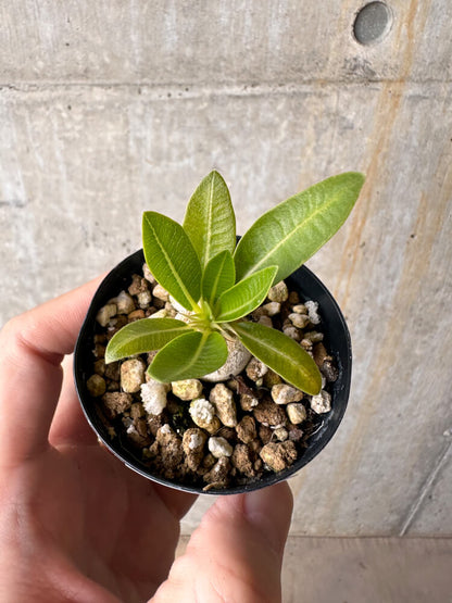 【現品限り】パキポディウム・エニグマチカム【G8】 Pachypodium enigmaticum