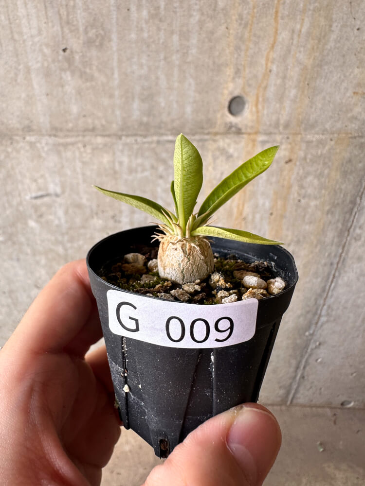 【現品限り】パキポディウム・エニグマチカム【G9】 Pachypodium enigmaticum