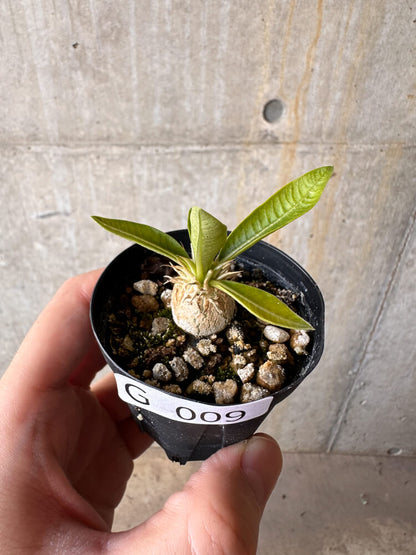 【現品限り】パキポディウム・エニグマチカム【G9】 Pachypodium enigmaticum