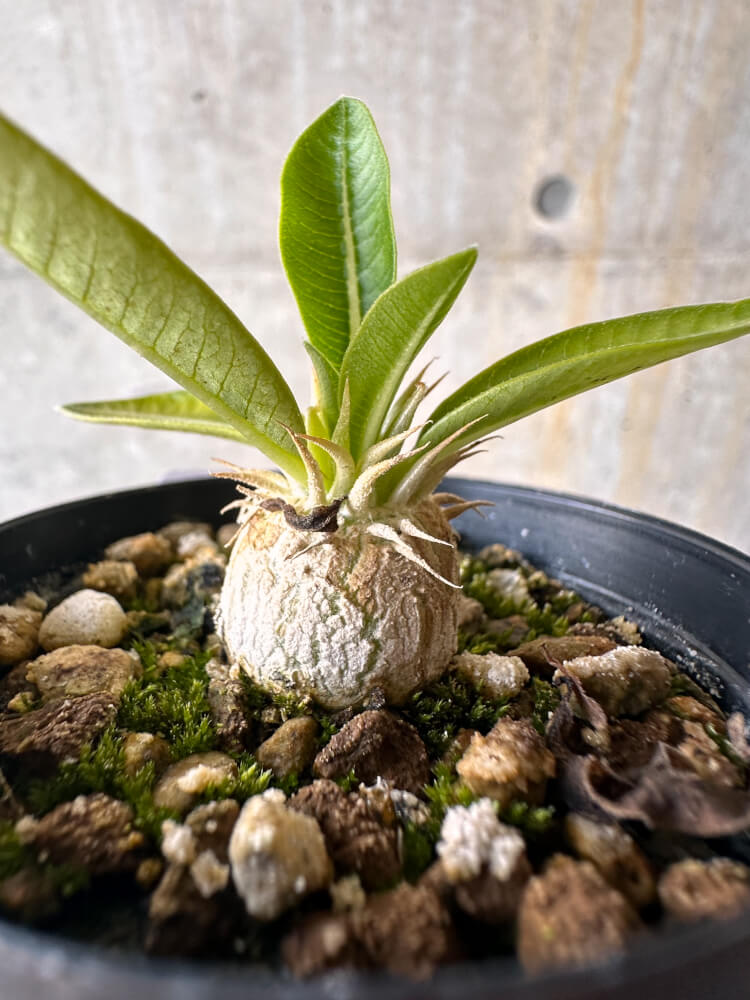 【現品限り】パキポディウム・エニグマチカム【G9】 Pachypodium enigmaticum